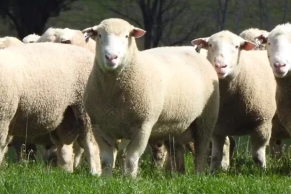 rams-3